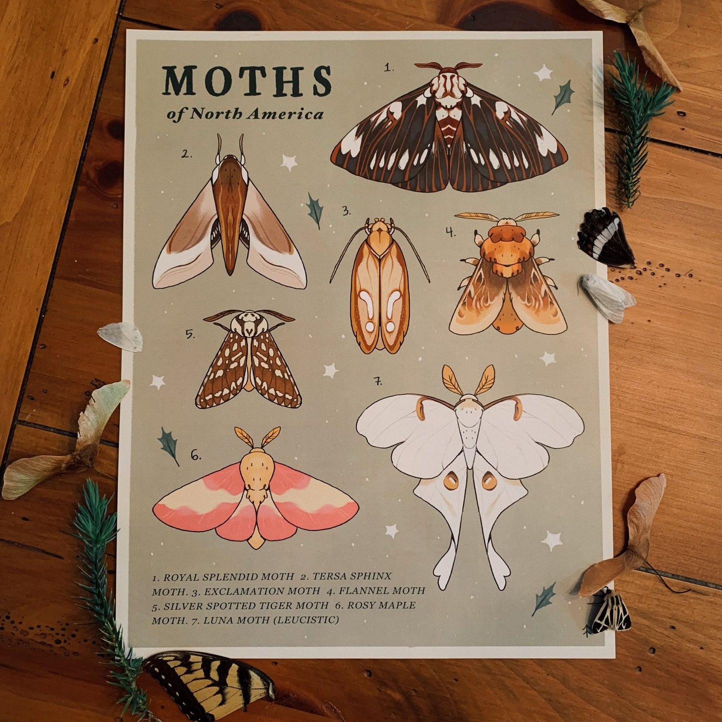 Moths of North America Print