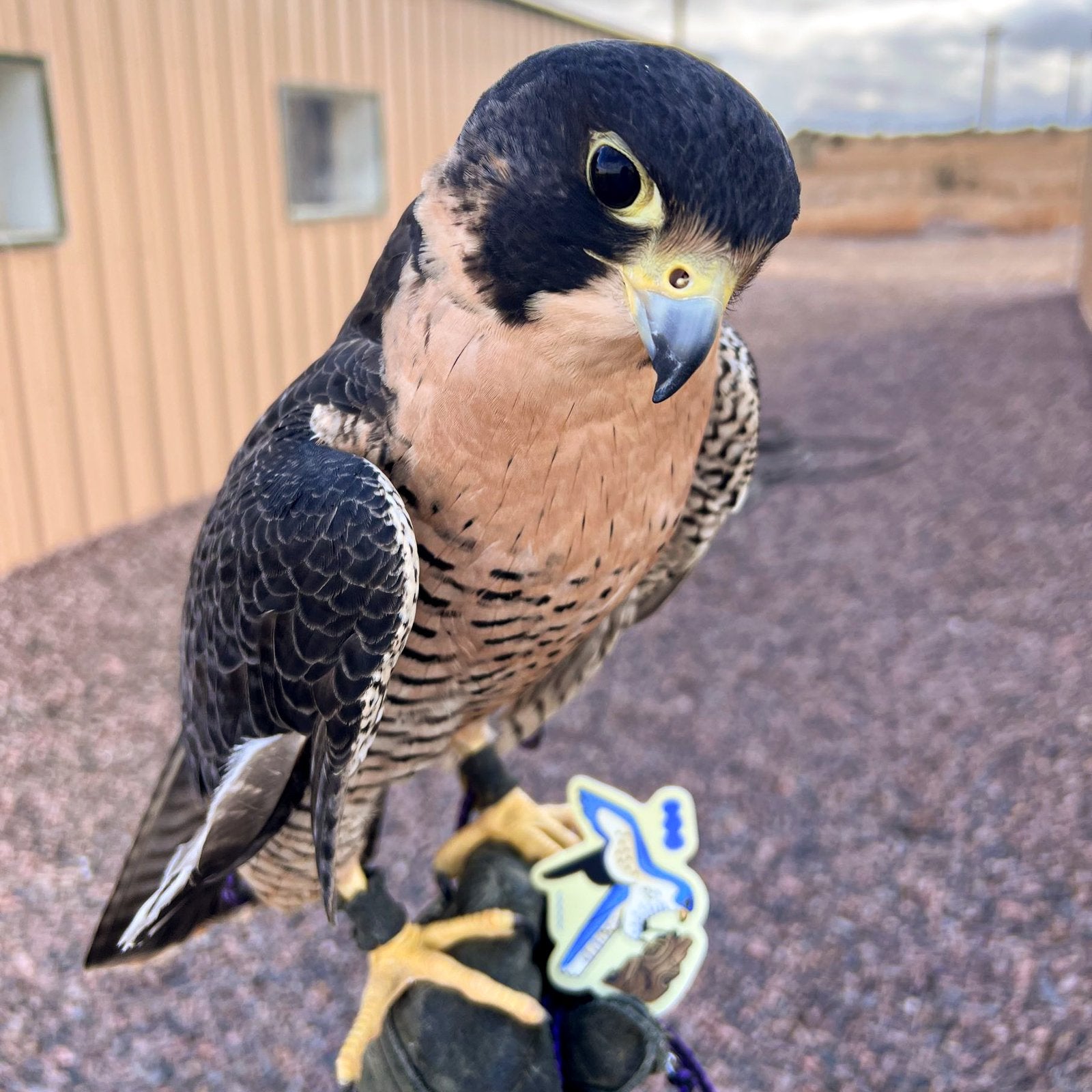 Blue Peregrine Falcon Sticker